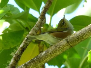 Tahiti-Fare Mato-13 dec 2013-Zosterops lateralis