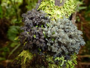 Tahiti-Marau-5 déc 2013-lichen gris
