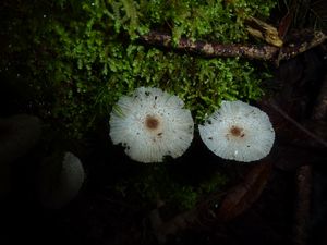 Tahiti-Mont Oliviers-14 janv 2014-champignons blancs