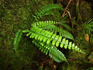 Moorea-Col Haapiti-25 mars 2014-Asplenium tenerum