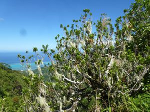 Moorea-Col Haapiti-25 mars 2014-Myrsine fasciculata