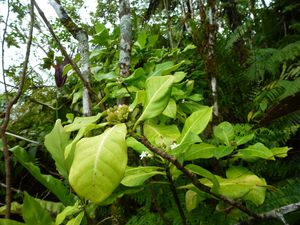 Moorea-Mouaputa-01 avril 2014-Psychotria sp