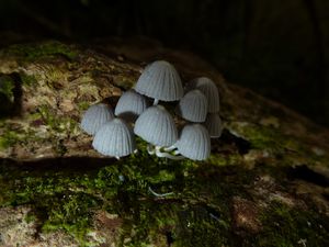 Moorea-Mouaputa-01 avril 2014-champignon gris