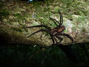 Moorea-Vaianae-19 mai 2014-araignée