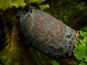 Tahiti-Fare Mato-26 mai 2014-lichen apothécies