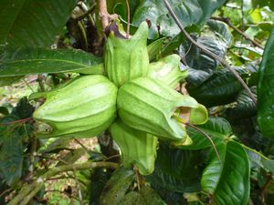 Alofi-01 sept 2014-Syzygium neurocalyx fruits