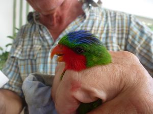 Futuna-07 sept 2014-Vini australis tete