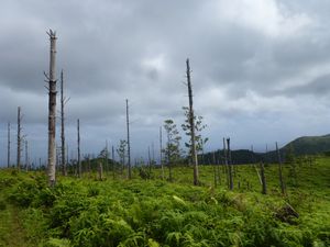 Futuna-Puke-30 aout 2014-pins défoliés