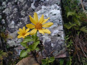 Dec-Rapa-Tevaitau-Bidens sp. nov. (JYM)