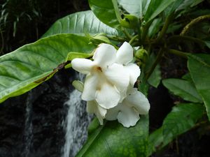 Tahiti-Mahina-04 novembre-Cyrtandra biflora fleurs