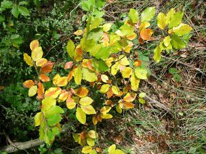 h-tre-commun--feuillage-d-automne-Fontainebleau-032.jpg