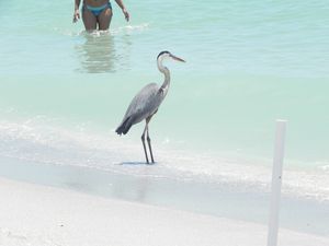 Sanibel 017