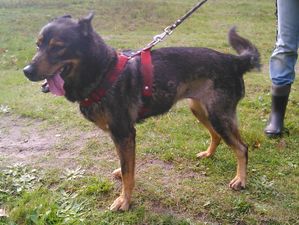 Cheyenne BA x Husky, 9 ans 6 mois ok chiens males enfants REFU91 de retour a l adoption Balades-0303