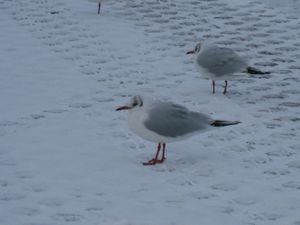 photo 017