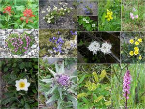 mosaique fleurs