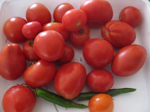 tomates pates (2)