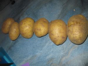 patates-coques.JPG
