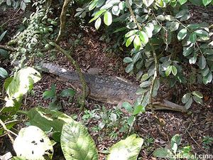 crocodile camo