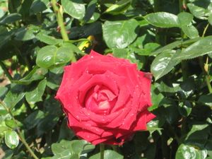 IMG_3795.JPG