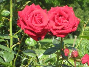 IMG_3796.JPG