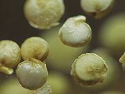 180px-QuinoaGrains.jpg