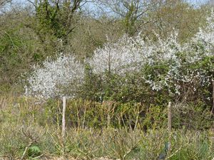 potager-039.jpg
