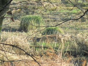 215 carex vers chateau