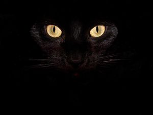 black cat eyes-Cute pet cat desktop pictures 1600x1200