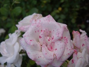 candida-rosa-fleur.jpg