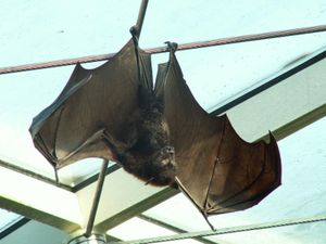 _flughund___hangt___fledermaus___vampir___hang_out_.jpg