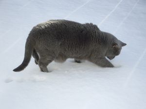 2010_Muck_Schnee_1.jpg