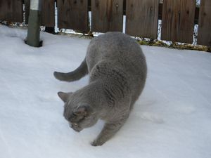 2010 Muck Schnee 2