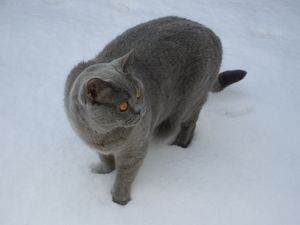 2010 Muck Schnee 3