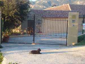 animaux