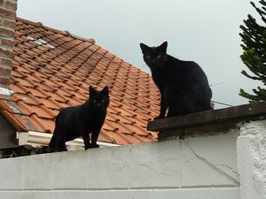 2012.09.05 maison LILLE 4