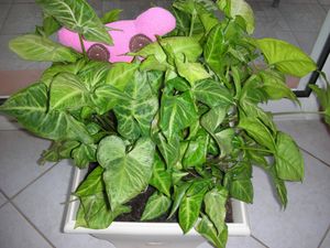 DSCN3856