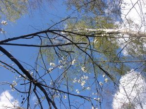 arbres en fleurs