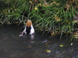 canard