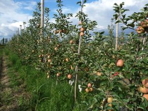 les pommiers de Marsillagues (34)