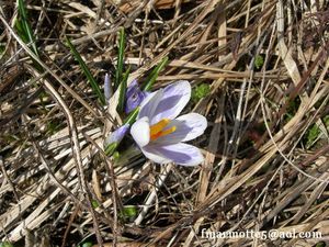 tour de Haberts Crocus