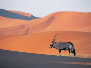 Oryx-Antelope.jpg