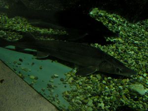esturgeon (aquarium de lyon)
