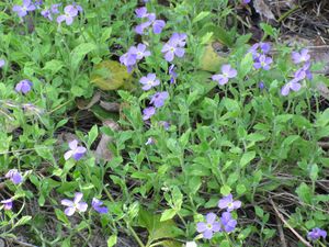 2010 04 15 fleur fuveau 021