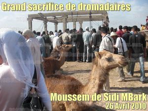 20100426-SidiMBark20