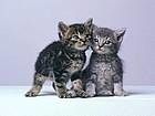 animals001.jpg