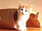 animals_cats003.jpg