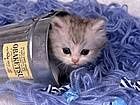 animals_cats004.jpg