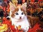 animals_cats005.jpg