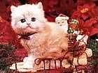 animals_cats006.jpg