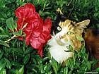 animals_cats007.jpg